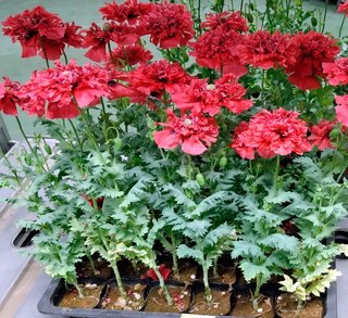 【青森】アヘン製造可能な不正ケシをポピーと誤って販売 ／回収呼び掛け   