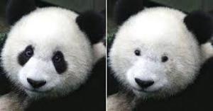 パンダが生まれただけで大騒ぎしすぎじゃない？