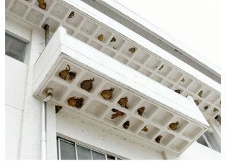 まるでマンション…校舎の壁にツバメが営巣150個　福井県の中学校、生徒たちと共同生活