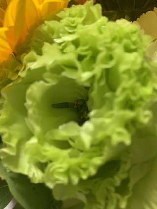 これはなんの花？