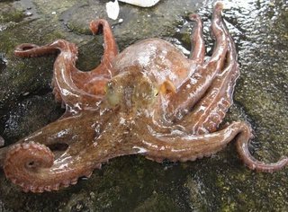 イギリスがロブスターやタコをそのまま茹でる行為を禁止する可能性