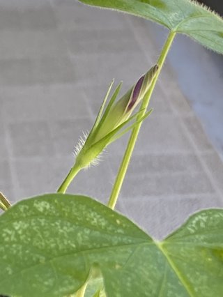 &#x{11:F8E2};なんでもいｰから&#x{11:F8E2};