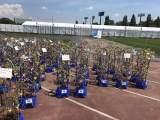 福島の子供たちが五輪のため育てたアサガオの現在…