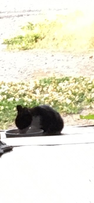 物置の下に子猫