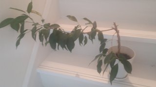 &#x{11:F9E6};&#x{11:F9E6};ガーデニング好きな方【情報交換】&#x{11:F9E6};&#x{11:F9E6};