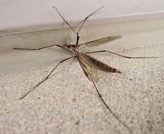 デカい蚊みたいなやつ、実は無害な上、弱かった