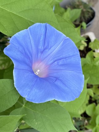 &#x{11:F8E2};なんでもいｰから&#x{11:F8E2};