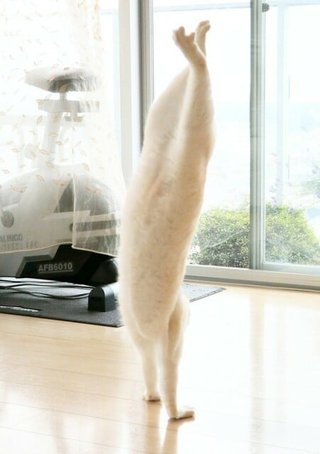 「あなた本当に猫ですか～」「逆立ち」ネコリンピック、金メダル！」と話題 