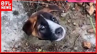 犬に詳しい人いますか