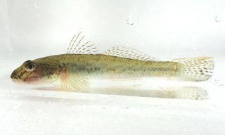 川にハゼ釣り行きませんか？