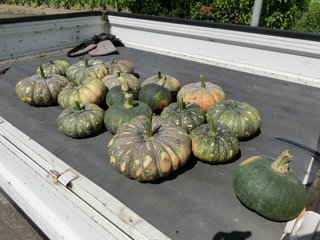 安いかぼちゃと高いかぼちゃの違い