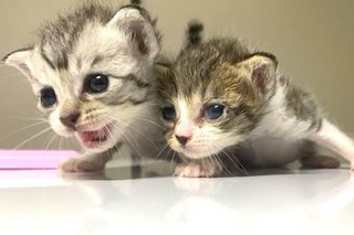 【画像】この虫の名前、分かる人いる？