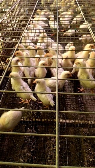 今日の予定おしえてー