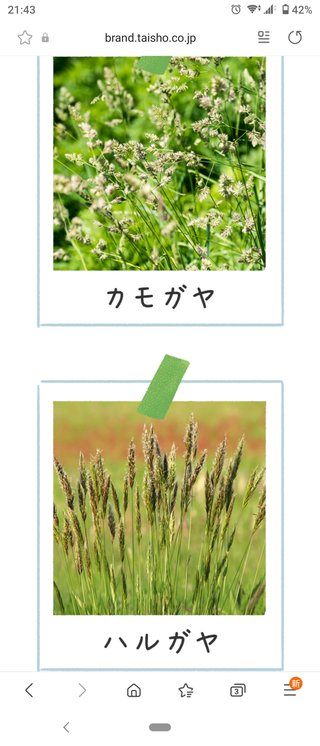 今って何か花粉飛んでます？
