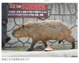 スイカ早食い対決まさかの結果に！？