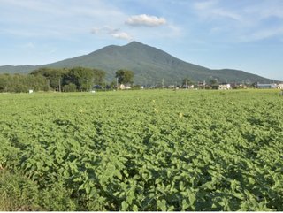 ヒマワリのつぼみ、100万本全て刈り取りへ／茨城・筑西　国の緊急事態宣言でフェス中止