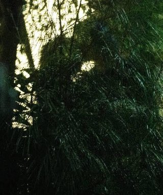 黒夢の清春、美女と路上密着　本人は「ハグはしたがキスはしていない」の弁　植え込みの陰で…