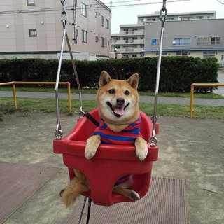 愛犬家？人間の領域に入ってくるな。