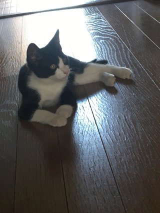 物置の下に子猫