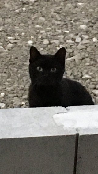 &#x{11:F8E2};なんでもいｰから&#x{11:F8E2};