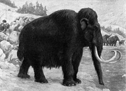 マンモス復活プロジェクトが始動　ゾウを遺伝子操作　１６億円の資金獲得