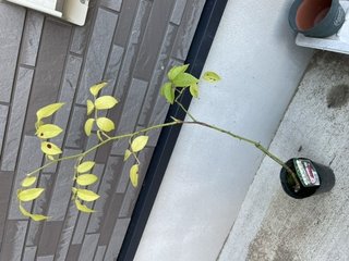 &#x{11:F9E6};&#x{11:F9E6};ガーデニング好きな方【情報交換】&#x{11:F9E6};&#x{11:F9E6};