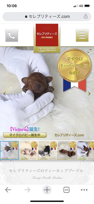 劣悪な環境で犬1000匹を飼育…麻酔なしで「帝王切開」か　犬は県外へ移送　販売業者廃業へ