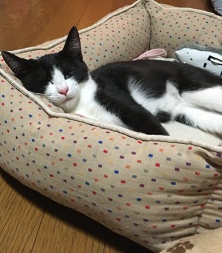 物置の下に子猫