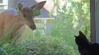 ヤマト運輸の事務所にシカが立てこもり　麻酔銃で捕獲し、無事山に戻される【長野県】