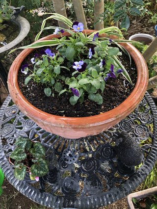 &#x{11:F9E6};&#x{11:F9E6};ガーデニング好きな方【情報交換】&#x{11:F9E6};&#x{11:F9E6};