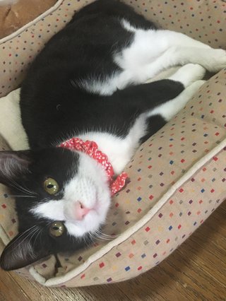 物置の下に子猫