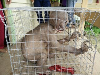 毛を剃ったコアラ