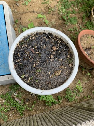 &#x{11:F9E6};&#x{11:F9E6};ガーデニング好きな方【情報交換】&#x{11:F9E6};&#x{11:F9E6};