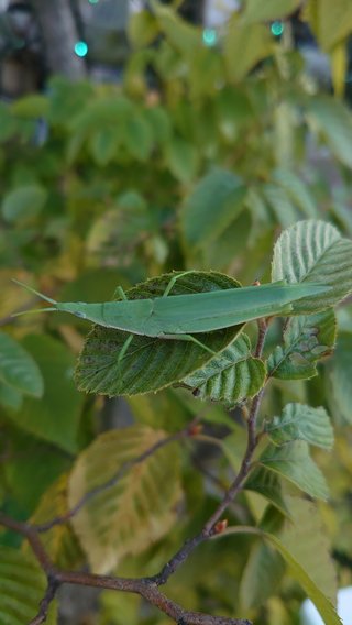 &#x{11:F8E2};なんでもいｰから&#x{11:F8E2};