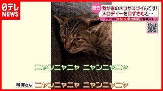 猫がみたい