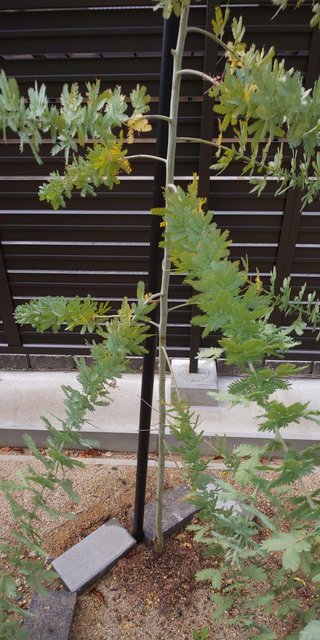 &#x{11:F9E6};&#x{11:F9E6};ガーデニング好きな方【情報交換】&#x{11:F9E6};&#x{11:F9E6};