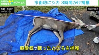ヤマト運輸の事務所にシカが立てこもり　麻酔銃で捕獲し、無事山に戻される【長野県】
