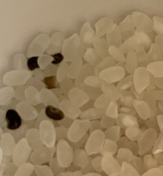 精米した米の中の黒い粒