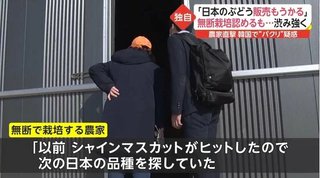 韓国「シャインマスカットがヒットして儲かったので､また日本からぶどうパクってみた｣【泥棒国家】