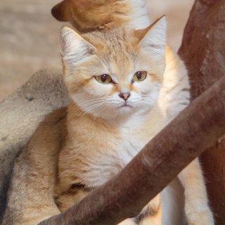 【栃木】人気のスナネコ4姉妹 県外の動物園へ”さようにゃら” 
