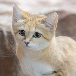 【栃木】人気のスナネコ4姉妹 県外の動物園へ”さようにゃら” 