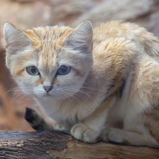 【栃木】人気のスナネコ4姉妹 県外の動物園へ”さようにゃら” 