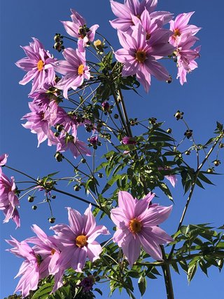 &#x{11:F9E6};&#x{11:F9E6};ガーデニング好きな方【情報交換】&#x{11:F9E6};&#x{11:F9E6};