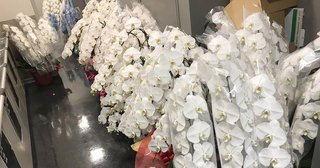 議員会館の悪しき慣習…「胡蝶蘭」の“大量廃棄の現場”