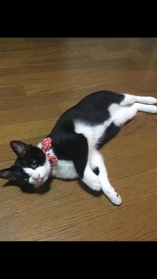 物置の下に子猫