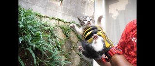 洗濯機の排水穴に顔が挟まった子猫のレスキュー！がたまらんかった