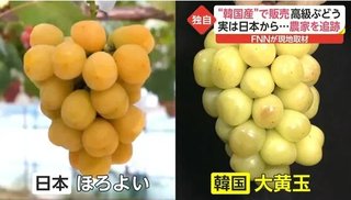韓国「シャインマスカットがヒットして儲かったので､また日本からぶどうパクってみた｣【泥棒国家】