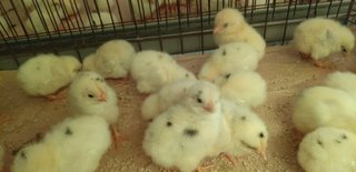 今日の予定おしえてー