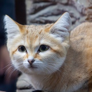 【栃木】人気のスナネコ4姉妹 県外の動物園へ”さようにゃら” 