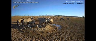 砂漠に設置された人工水飲み場を見守るライブカメラ配信が癒されると話題